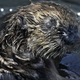 The otter, milking it for every last ounce of sympathy.